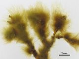 Feldmannia irregularis2